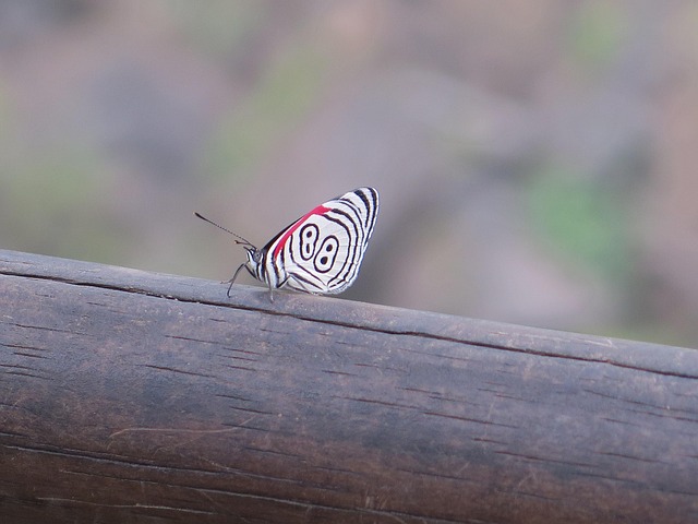 Free Butterfly Nature photo and picture