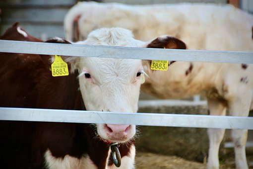 Free Cow Calf photo and picture