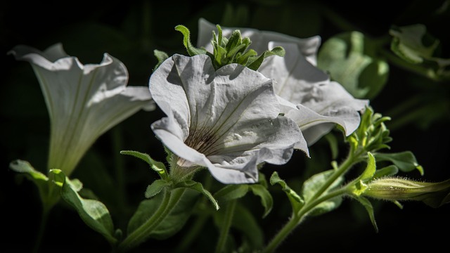 Petunia, Blomster, Blomst, Altanblomst