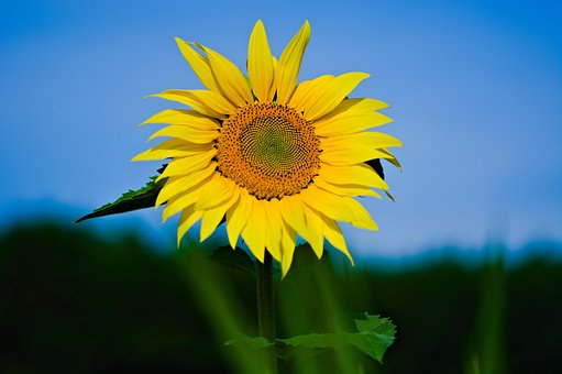 Free Nature Morning photo and picture