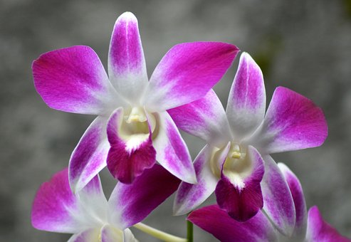 Orchidee, Blume, Blüte, Natur, Pflanze