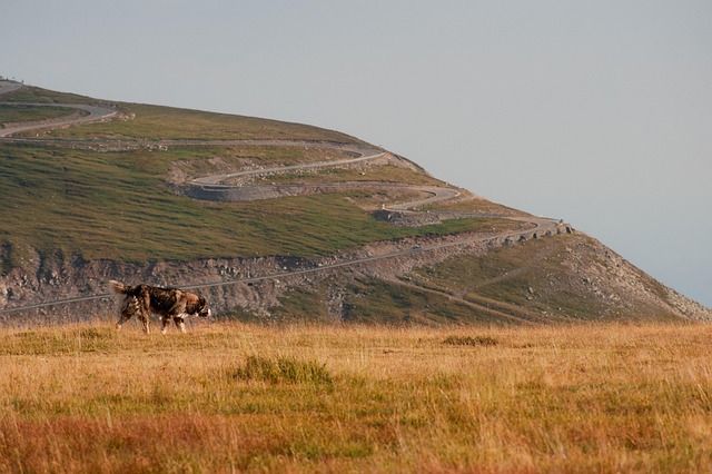 Berge, Hund, Wiese, Tier, Straße, Natur