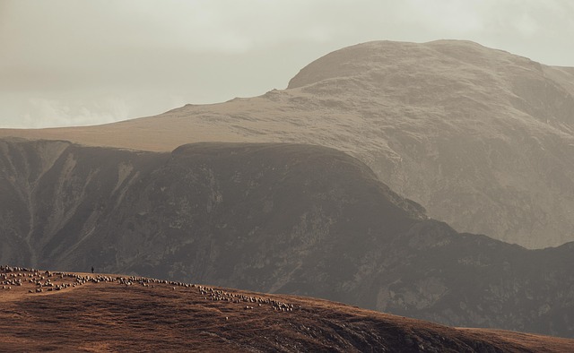 Berge, Feld, Schafe, Tiere, Landschaft