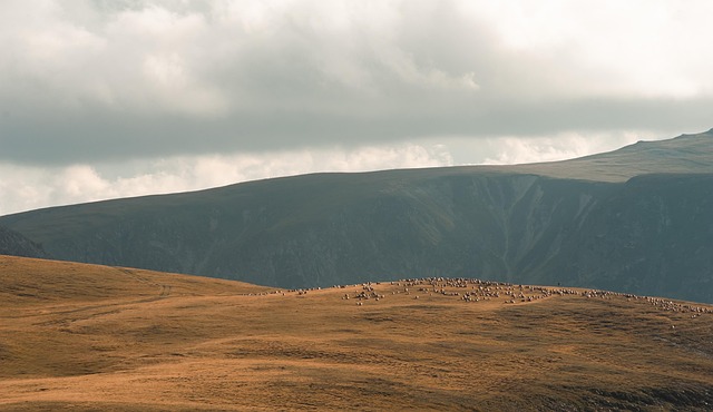 Berge, Die Schafe, Wolken, Himmel, Tiere