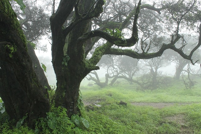 Free Forest Tree photo and picture