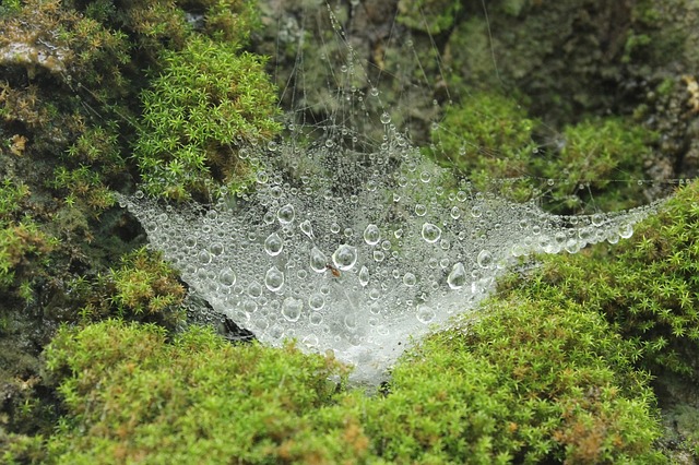 Free Spider Web photo and picture