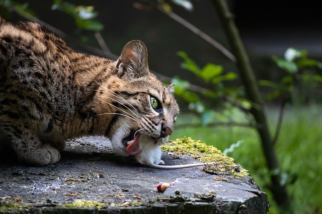 Free Cat Ocelot photo and picture