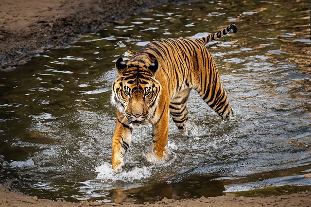 Tijger, Katachtig, Kat, Water, Wild