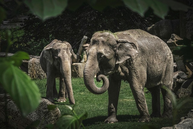 Olifanten, Zoogdieren, Dieren, Afrika