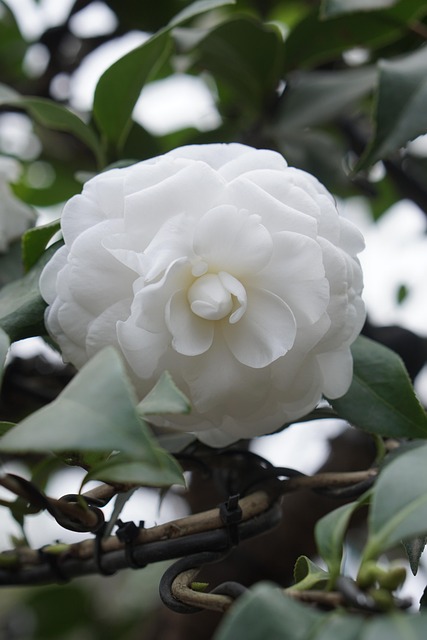 Free Camellia White photo and picture
