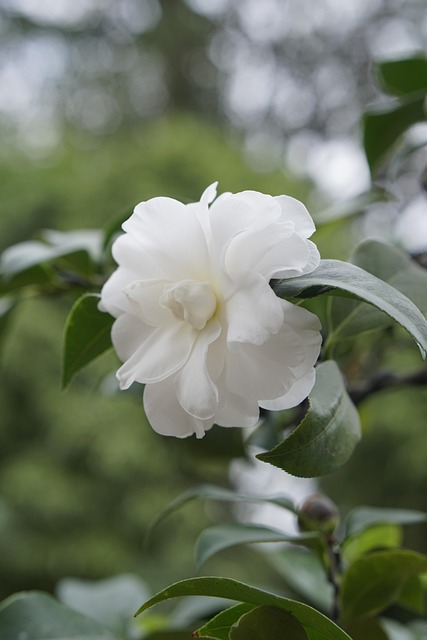 Free Flower Bloom photo and picture
