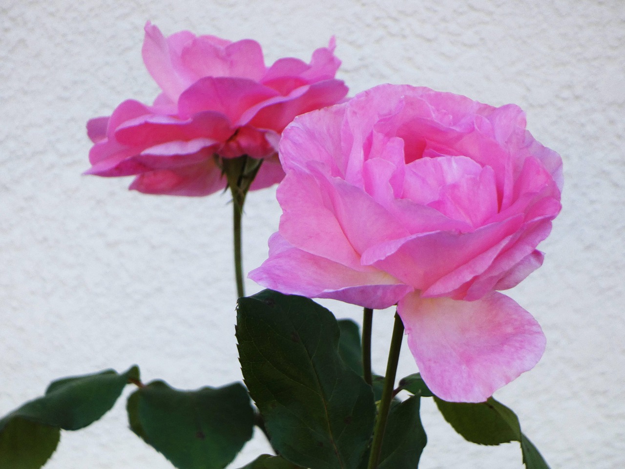 Rosa Rosen Pinke Blumen - Kostenloses Foto auf Pixabay - Pixabay