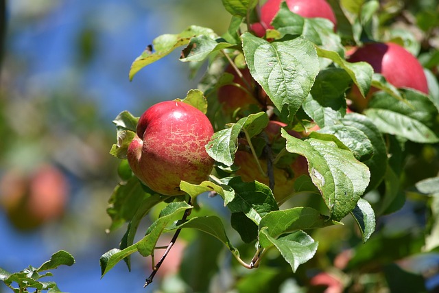 Free Apple Red photo and picture