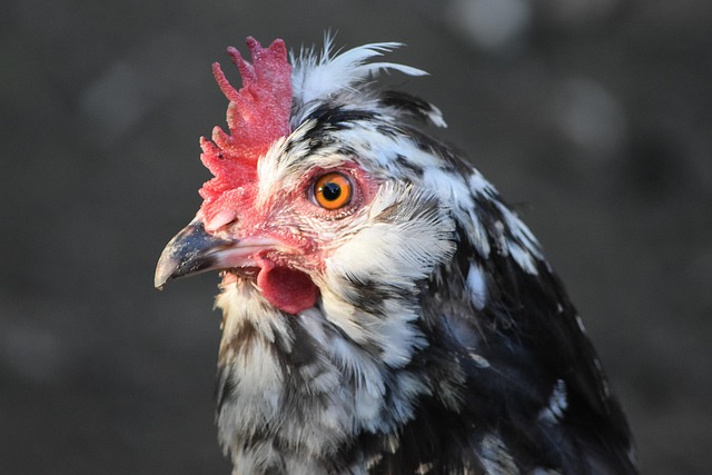Free Chicken Bird photo and picture