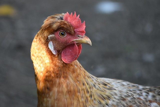 Free Chicken Bird photo and picture