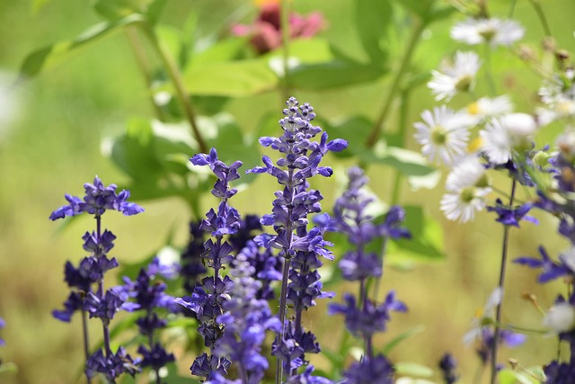 Free Nature Garden photo and picture