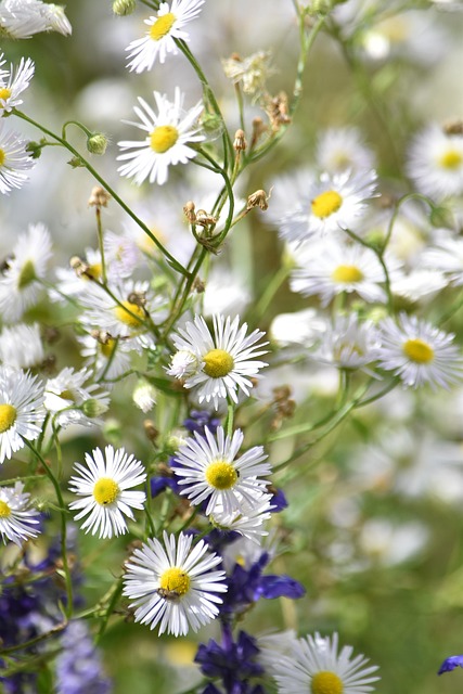 Free Nature Garden photo and picture