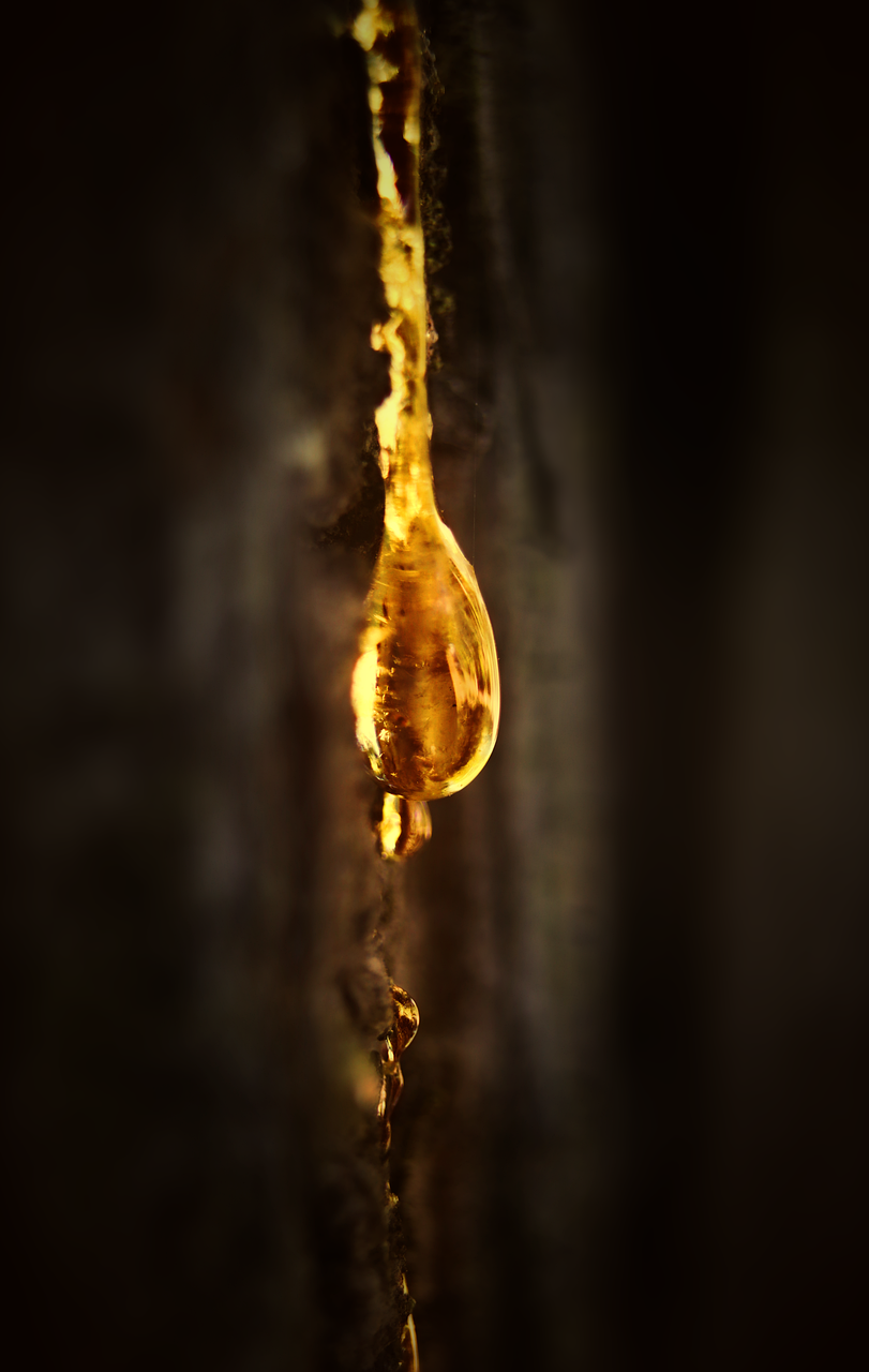 Tree Sap Drop Free photo on Pixabay Pixabay