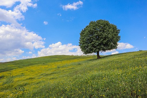 Free Loneliness Tree photo and picture