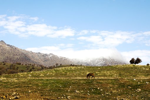 Free Horse Meadow photo and picture