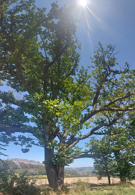 Free Landscape Tree photo and picture