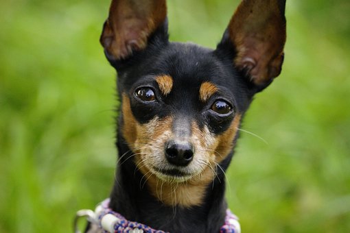 Free Dog Pooch photo and picture