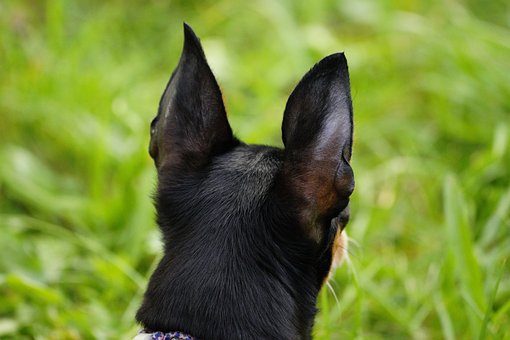 Free Dog Ears photo and picture