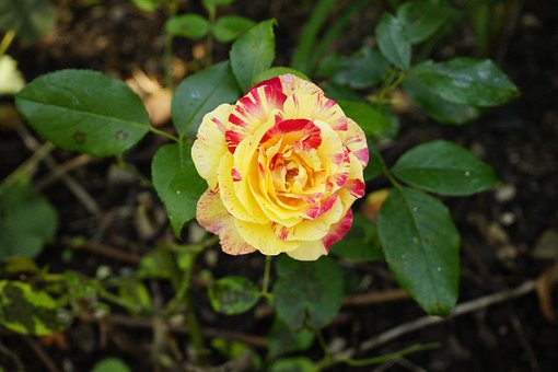 Free Flower Nature photo and picture
