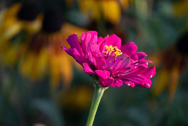 Zinnia, Blomst, Plante, Kronblade