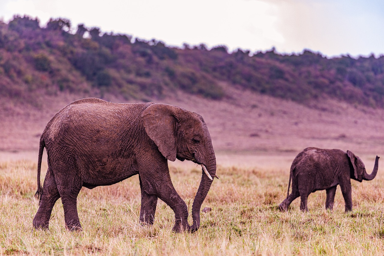 Elephant Calf Narok County - Free photo on Pixabay - Pixabay