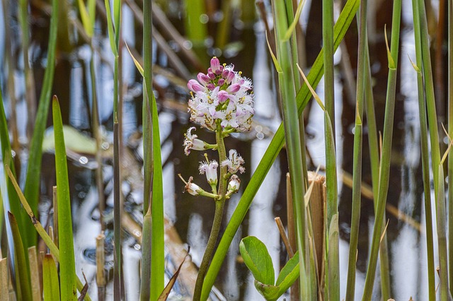 Free Menyanthes Trifoliata Fever Clover photo and picture