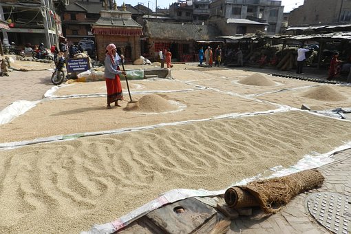 Free Paddy Crop In Nepal Harvest photo and picture