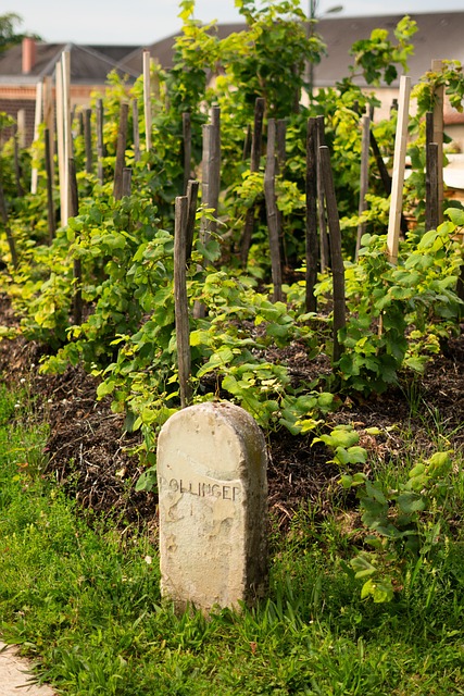 Eparnay, Remeš, Šampaňské, Hrozny, Pole