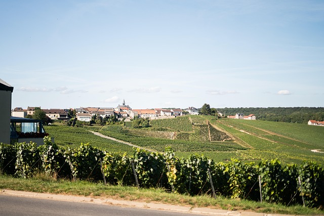 Eparnay, Remeš, Šampaňské, Hrozny, Pole