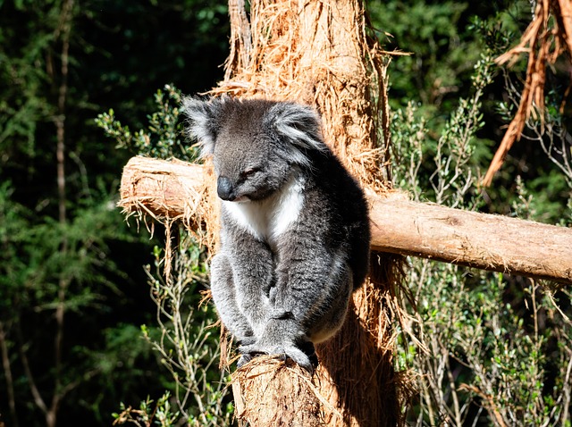 Koala, Ast, Beuteltier, Klettern