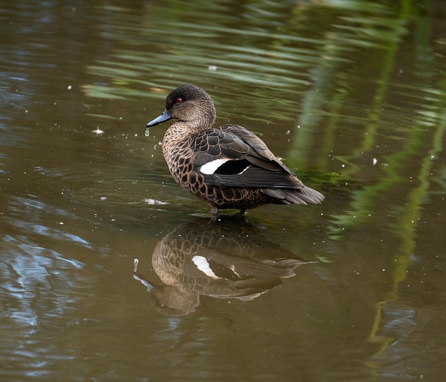 Kastanienblaugrün, Ente, Vogel, Tier