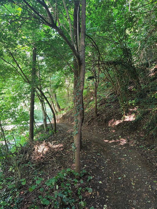 La Nature Forêt Sentier - Photo gratuite sur Pixabay - Pixabay
