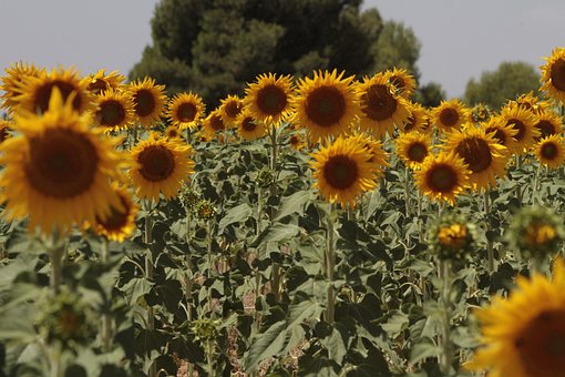 Free Spain Nature photo and picture