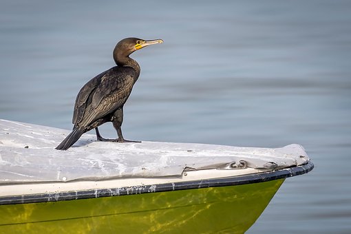 Free Cormorant Bird photo and picture