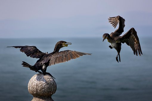 Free Cormorants Birds photo and picture