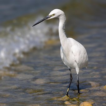 Free Egret Bird photo and picture