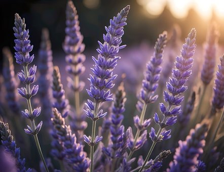Free Ai Generated Lavender illustration and picture