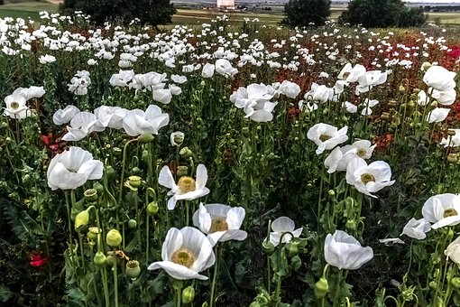 Free Poppies Red photo and picture