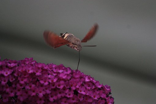 Free Moth Hummingbird Hawk Moth photo and picture