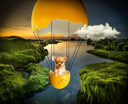 Free Eggshell Dog illustration and picture