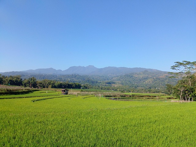 稻田 自然 景观 - Pixabay上的免费照片