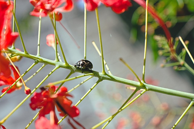 Free Ladybug Catarina photo and picture