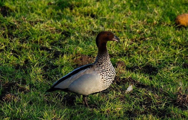 Gemähte Ente, Ente, Vogel, Natur, Tier