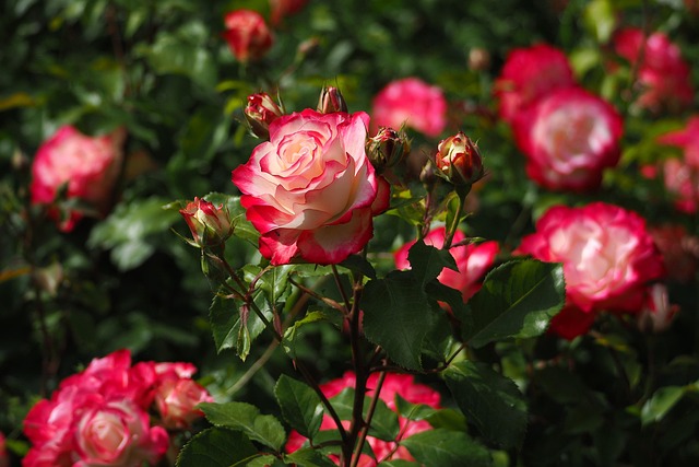 Free Flowers Love photo and picture