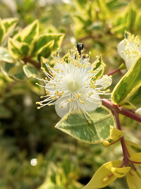 Free Myrtle A Flower photo and picture